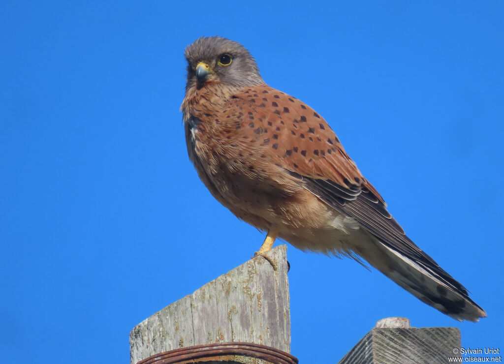 Rock Kestrel male adult