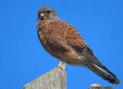 Rock Kestrel