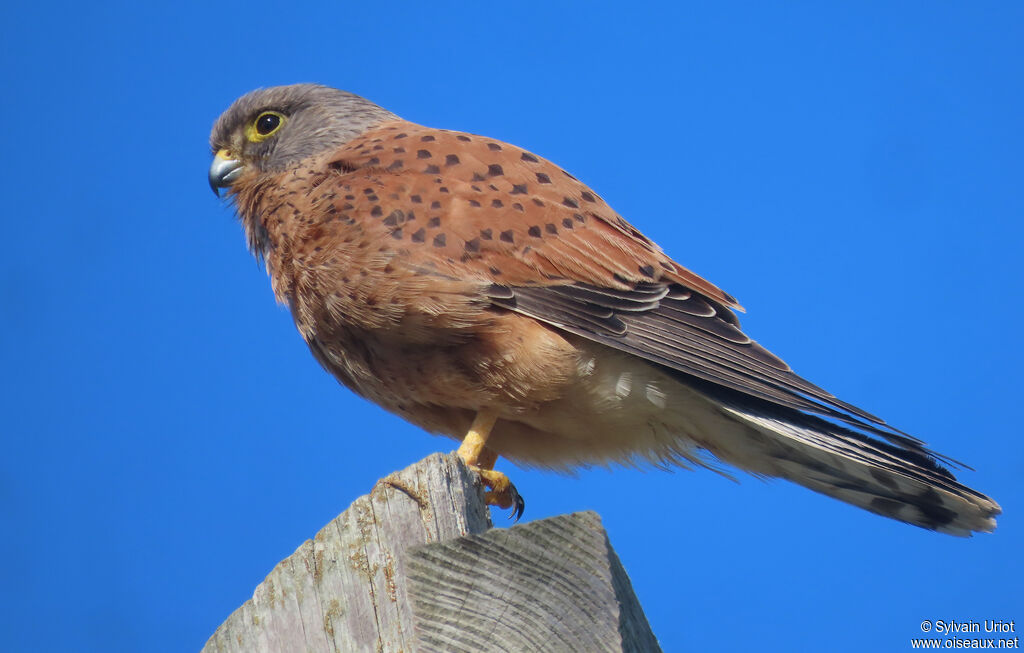 Rock Kestrel male adult