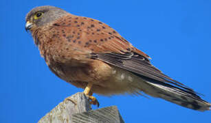 Rock Kestrel