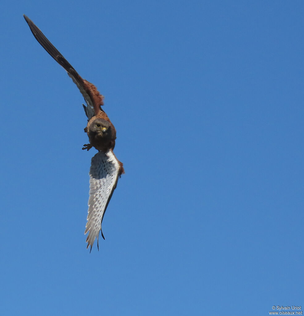 Rock Kestrel male adult