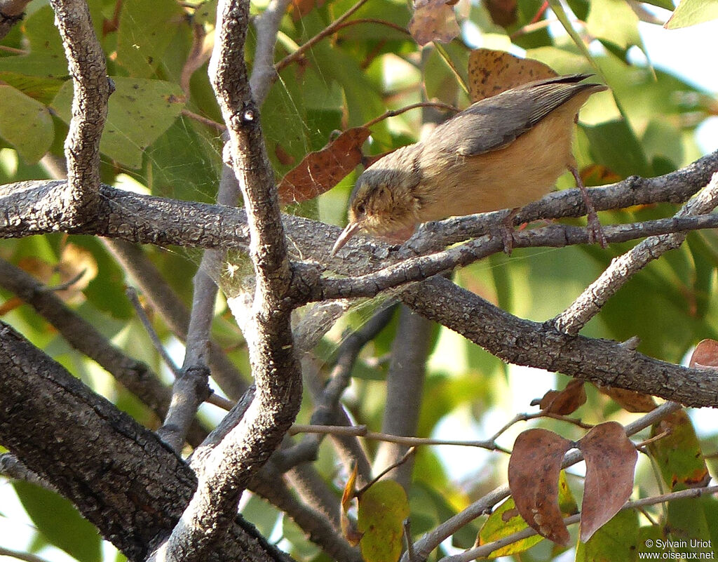 Red-faced Crombec