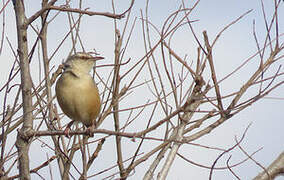 Long-billed Crombec