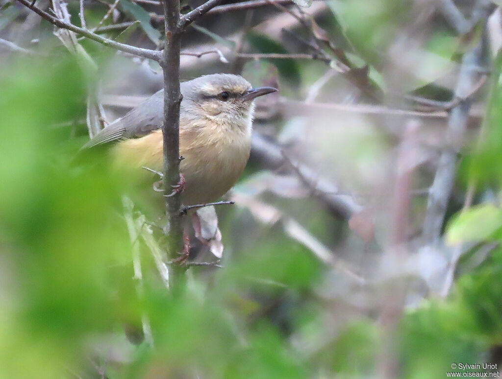 Long-billed Crombecadult