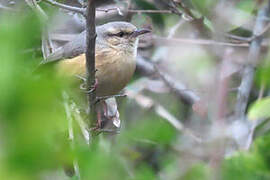 Long-billed Crombec