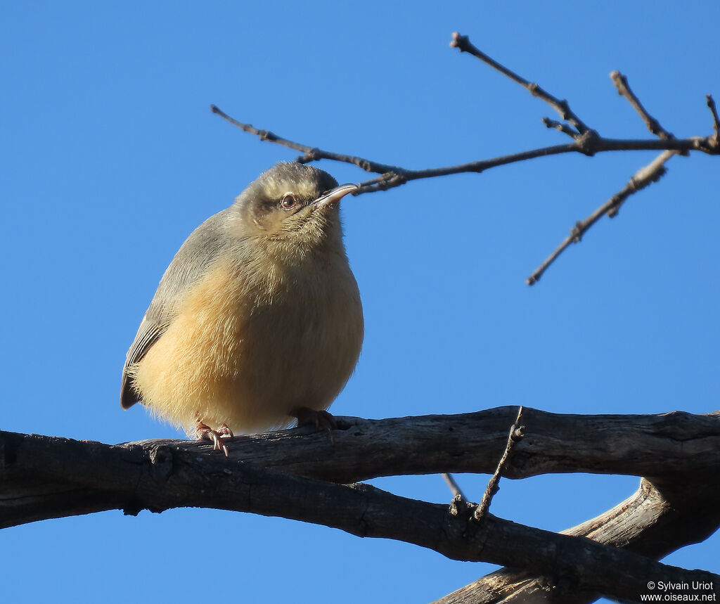 Long-billed Crombecadult