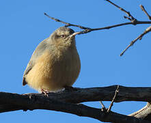 Long-billed Crombec