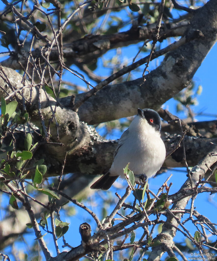 Black-backed Puffback male adult