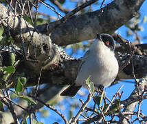 Black-backed Puffback