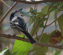 Black-backed Puffback