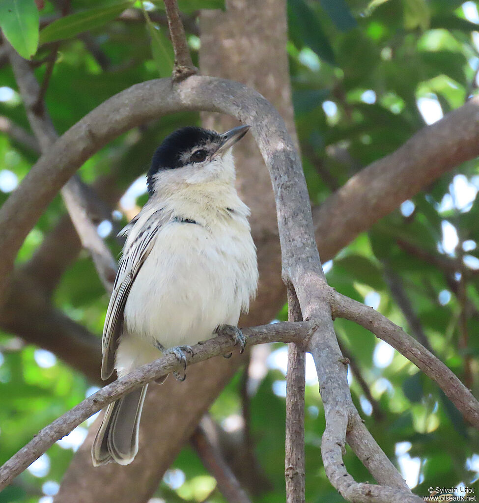 Black-backed Puffbackimmature