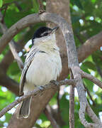 Black-backed Puffback