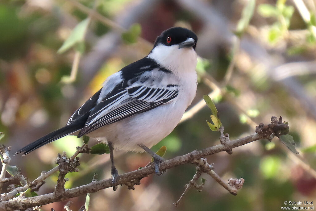 Black-backed Puffback male adult