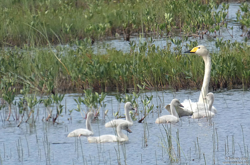 Whooper Swan