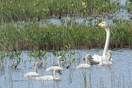 Cygne chanteur