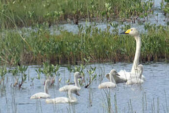 Cygne chanteur