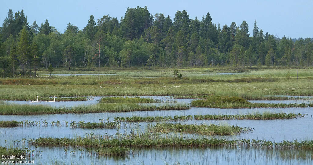 Whooper Swanadult, habitat