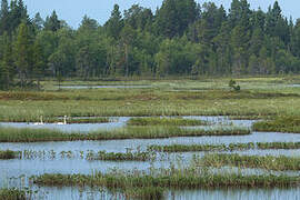 Cygne chanteur