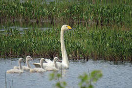 Cygne chanteur