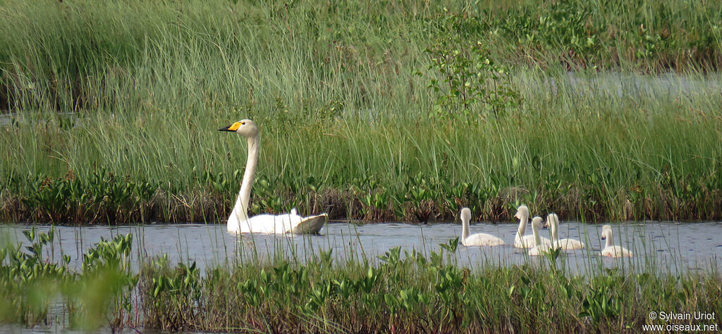 Whooper Swan