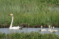 Cygne chanteur