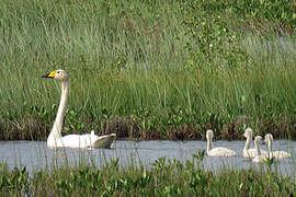 Whooper Swan