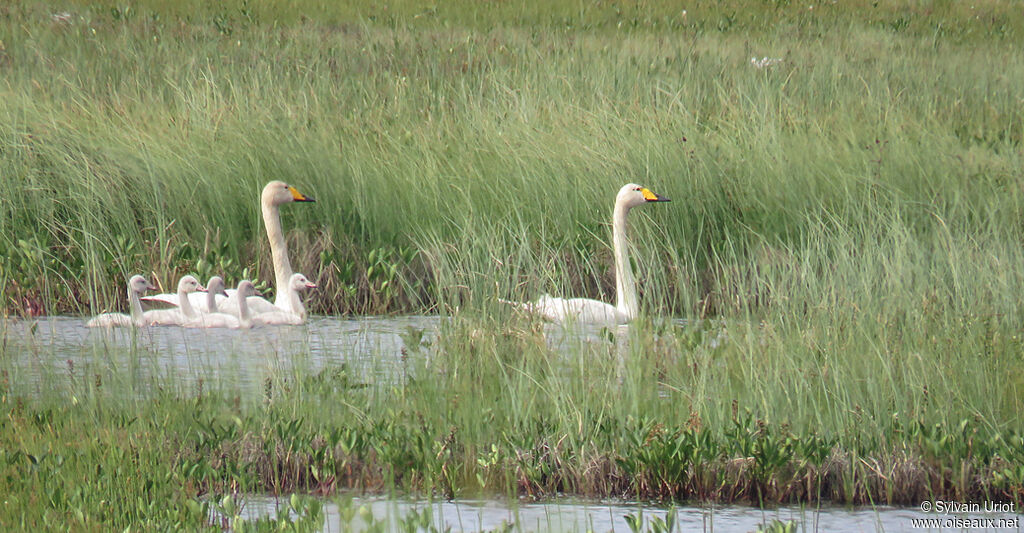 Whooper Swan