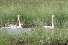 Cygne chanteur