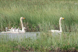 Whooper Swan