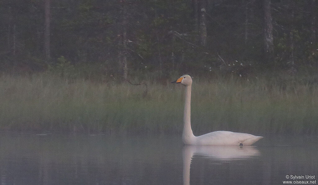 Cygne chanteuradulte