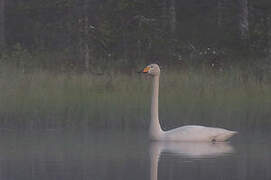 Whooper Swan