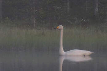 Cygne chanteur