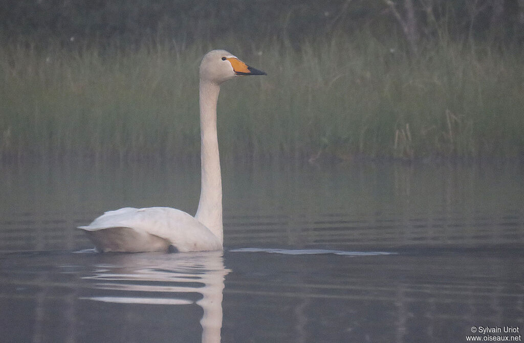 Cygne chanteuradulte