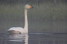 Cygne chanteur