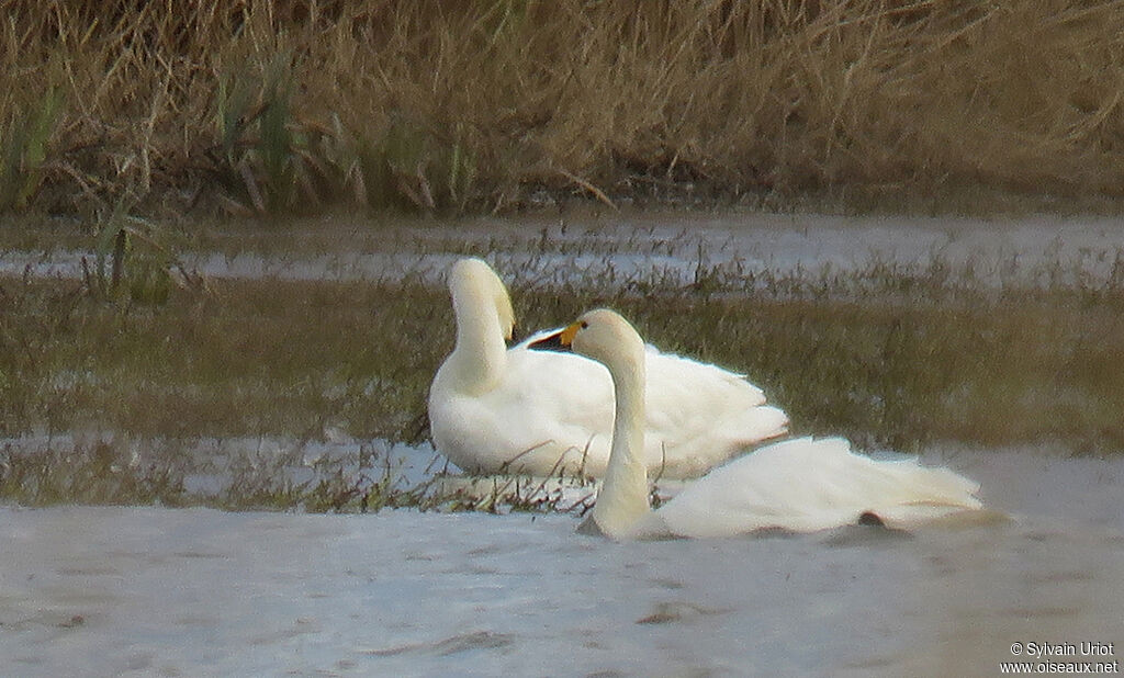 Cygne de Bewickadulte