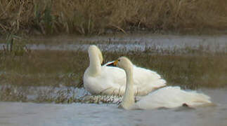 Tundra Swan