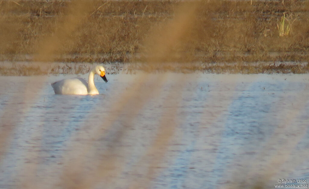 Tundra Swanadult