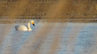 Tundra Swan