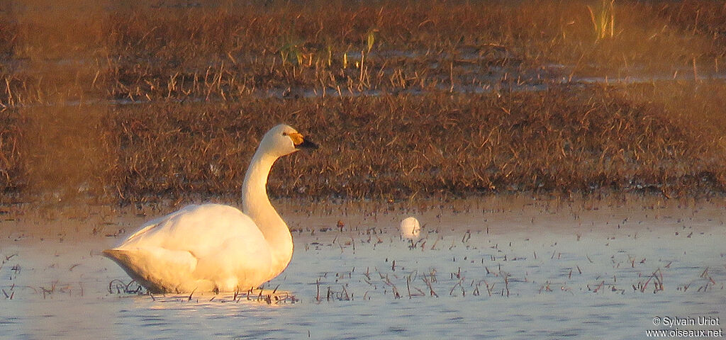 Tundra Swanadult