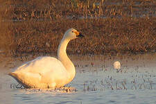 Cygne de Bewick