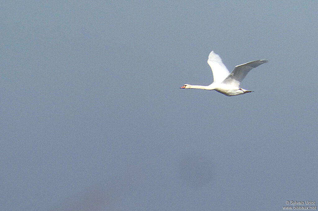 Cygne tuberculéadulte