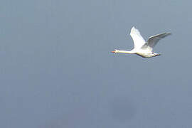 Cygne tuberculé