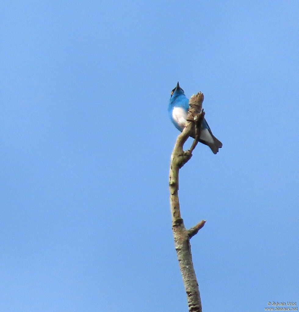 Dacnis à coiffe bleue mâle adulte