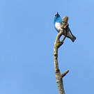 Dacnis à coiffe bleue