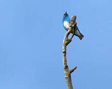 Black-faced Dacnis