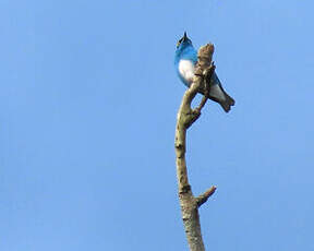 Dacnis à coiffe bleue