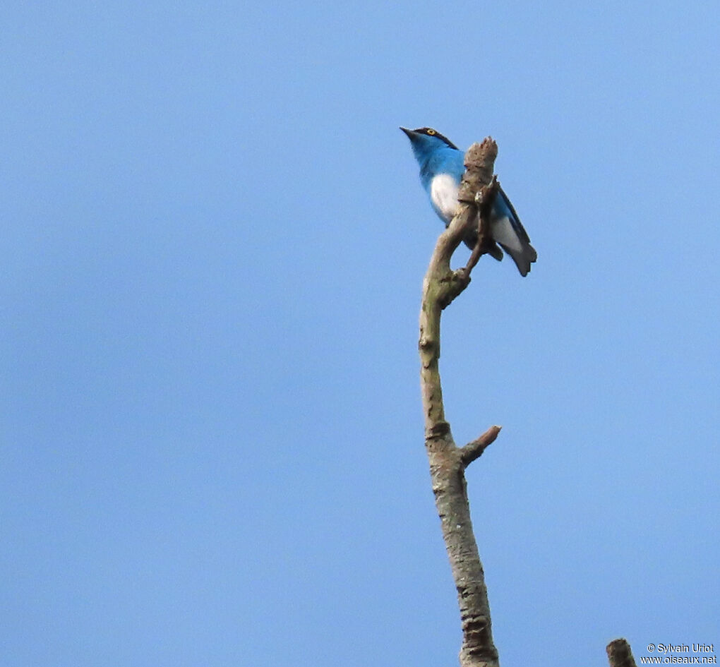 Dacnis à coiffe bleue mâle adulte