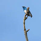 Dacnis à coiffe bleue