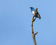 Dacnis à coiffe bleue