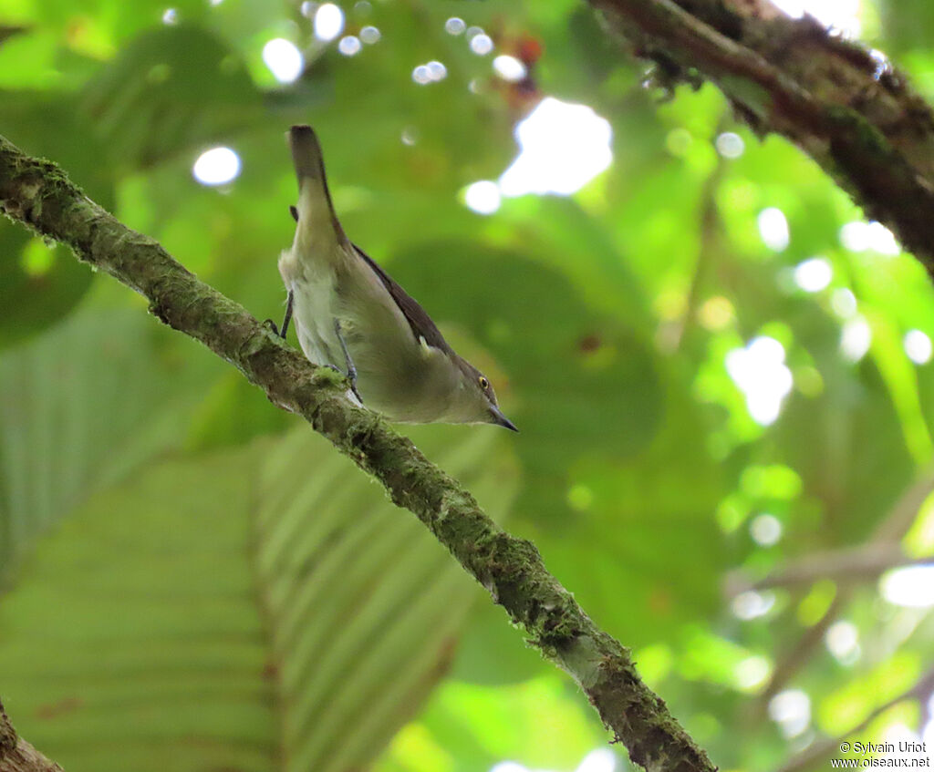 Black-faced Dacnis female adult